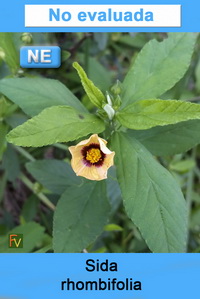 Sida rhombifolia