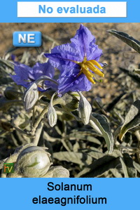 Solanum elaeagnifolium
