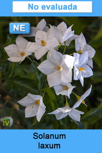 Solanum laxum
