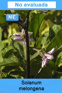 Solanum melongena