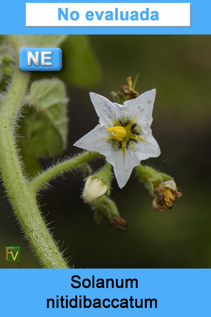 Solanum nitidibaccatum