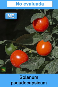 Solanum pseudocapsicum