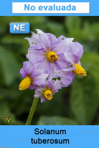 Solanum tuberosum
