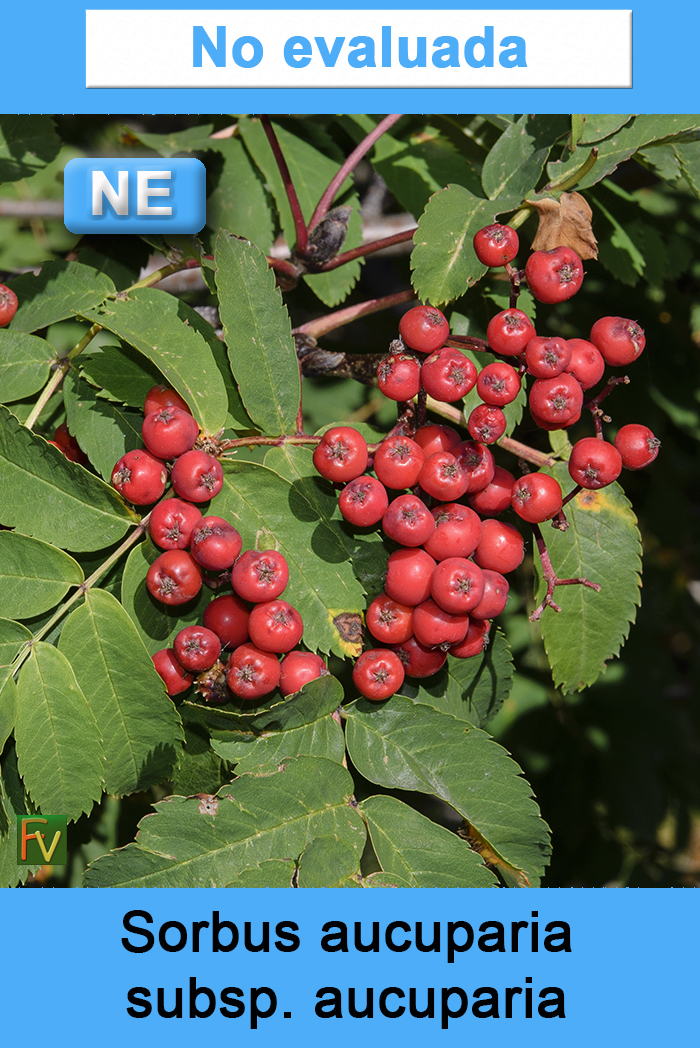 Sorbus aucuparia aucuparia