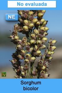 Sorghum bicolor