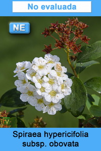 Spiraea hypericifolia obovata