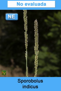 Sporobolus indicus