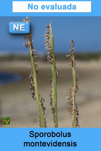 Sporobolus montevidensis