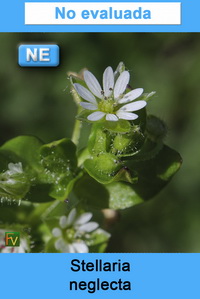 Stellaria neglecta