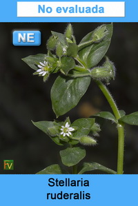 Stellaria ruderalis