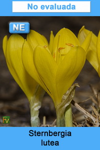 Sternbergia lutea