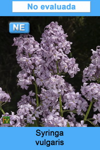 Syringa vulgaris