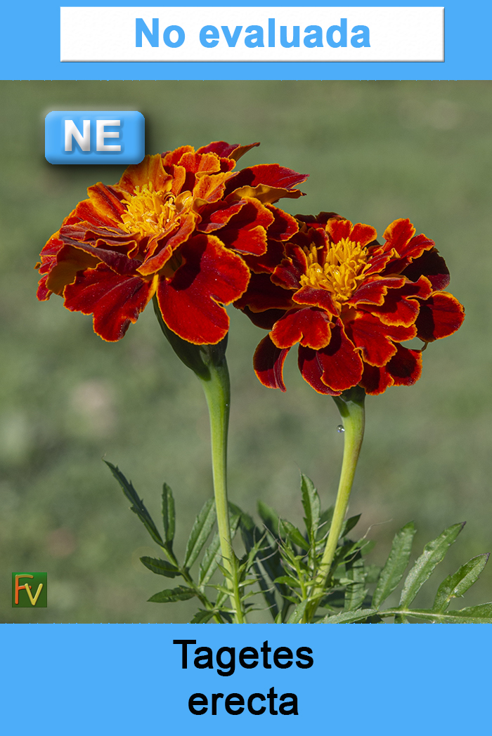 Tagetes erecta