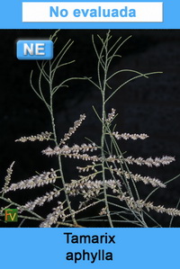 Tamarix aphylla