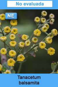 Tanacetum balsamita