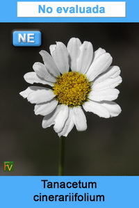 Tanacetum cinerariifolium