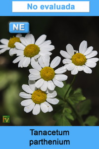 Tanacetum parthenium