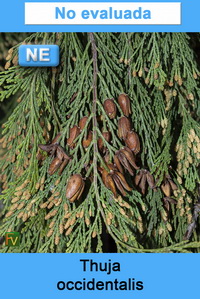 Thuja occidentalis