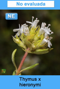 Thymus x hieronymi