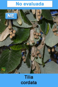 Tilia cordata