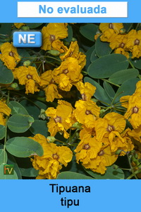 Tipuana tipu