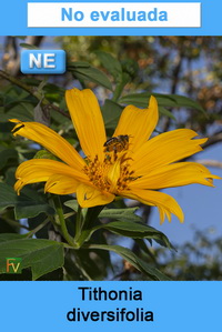 Tithonia diversifolia