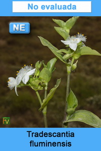 Tradescantia fluminensis