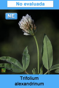 Trifolium alexandrinum
