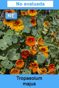 Tropaeolum majus