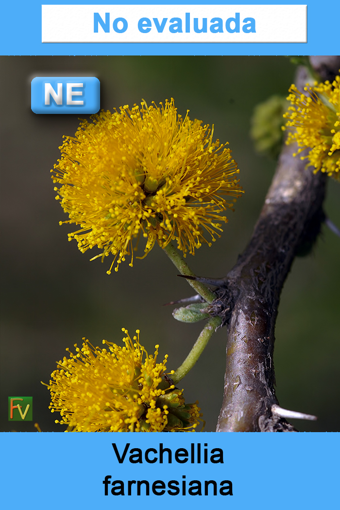 Vachellia farnesiana