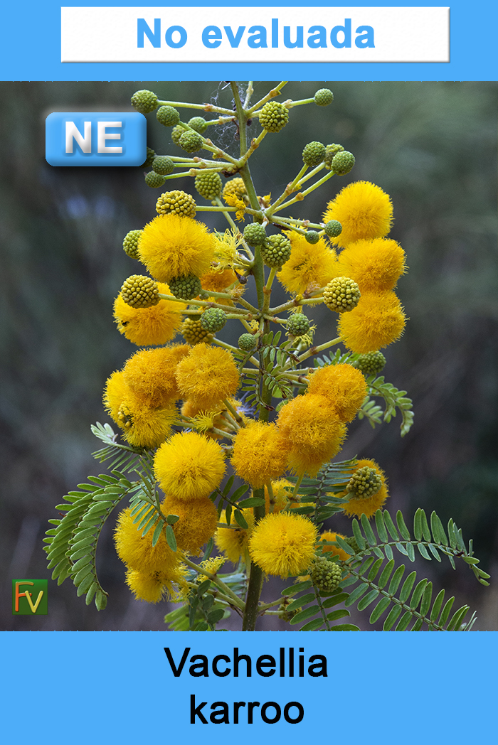 Vachellia karroo