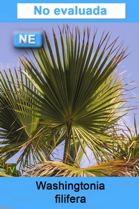 Washingtonia filifera