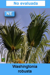 Washingtonia robusta