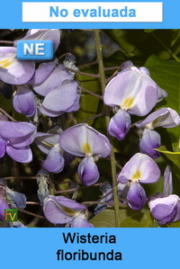 Wisteria floribunda