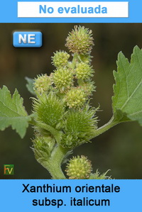 Xanthium orientale italicum