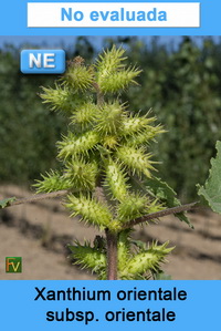 Xanthium orientale orientale