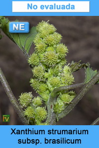 Xanthium strumarium brasilicum