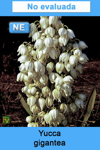 Yucca gigantea