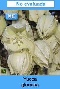Yucca gloriosa