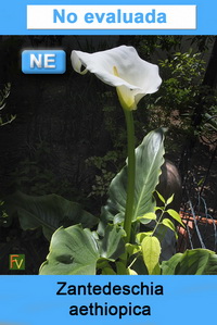 Zantedeschia aethiopica