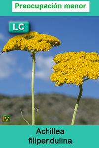 Achillea filipendulina