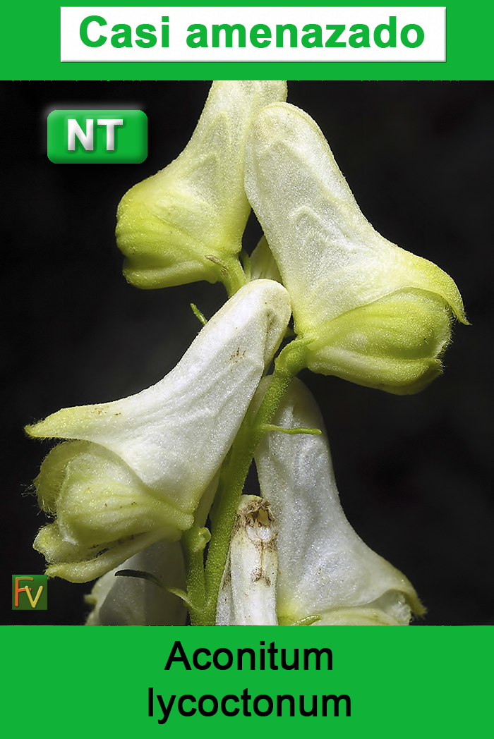Aconitum lycoctonum