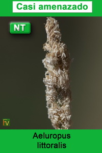 Aeluropus littoralis