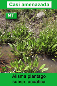 Alisma plantago acuatica