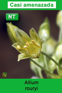 Allium rouryi