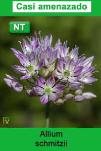 Allium schmitzii