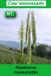 Alopecurus myosuroides