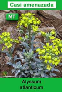 Alyssum atlanticum