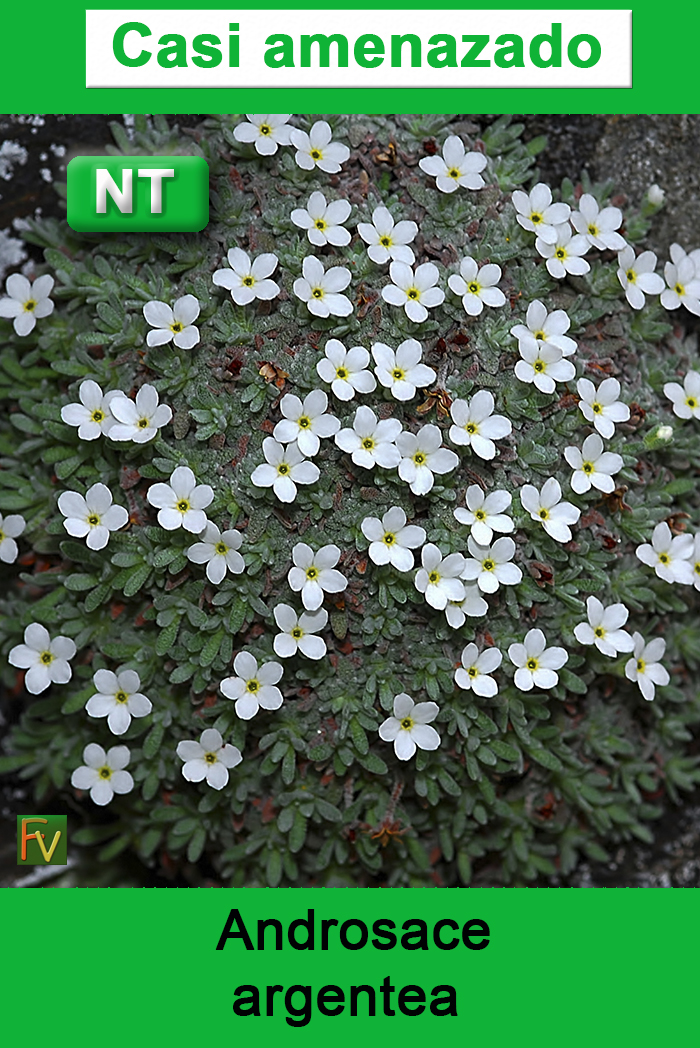 Androsace argentea