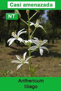 Anthericum liliago